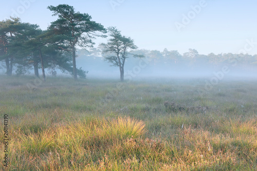 serene foggy morning on wild meadow with pines