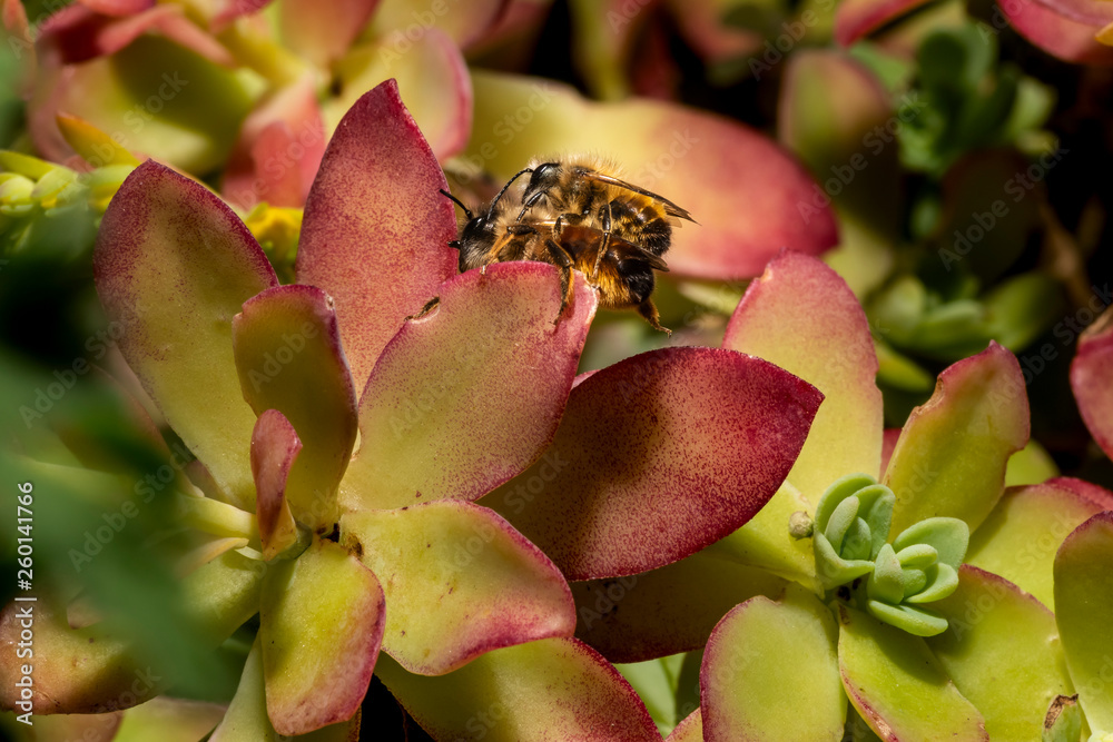 Obraz premium Bumblebees mating on a succulent plant