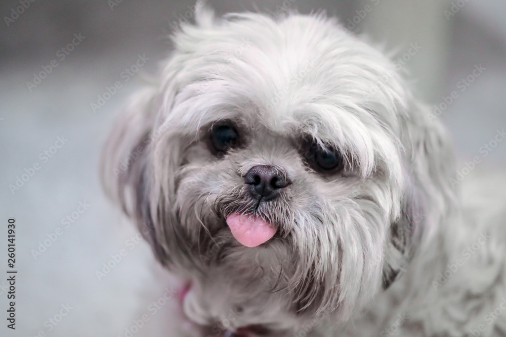 Adorable cute, white shih tzu isolated, poking her tongue out.