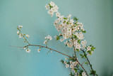 Blooming branch of tree on blue background