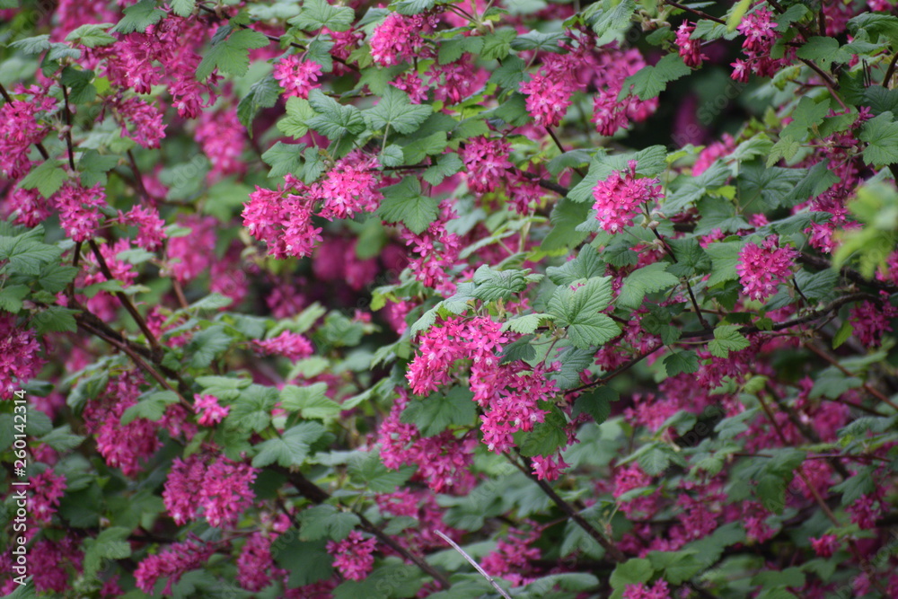 Red flower