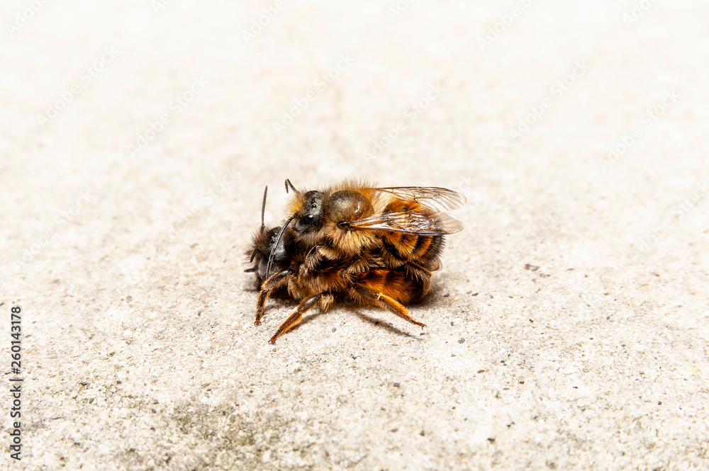 Bumblebees mating on a rock Bumblebees mating on a rock