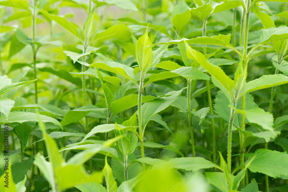 Obraz premium Many bushes of Jerusalem Artichoke close-up in large numbers