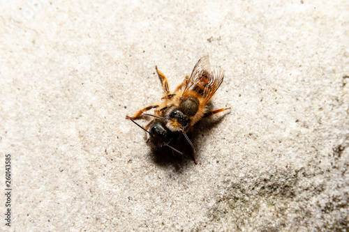 Bumblebees mating on a rock, from above