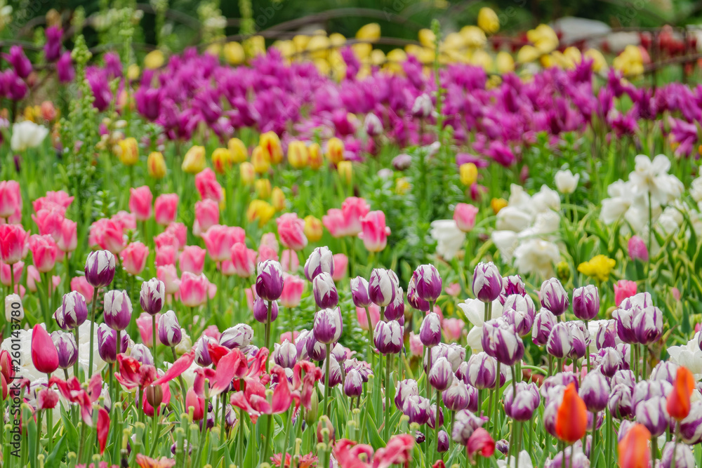 Beautiful tulips blossom with water drops at Descanso Garden Beautiful tulips blossom with water drops at Descanso Garden