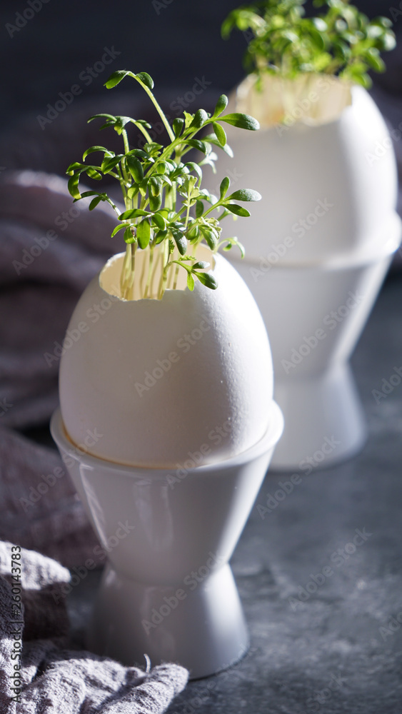 microgreens in the eggshells, easter concept microgreens in the eggshells, easter concept