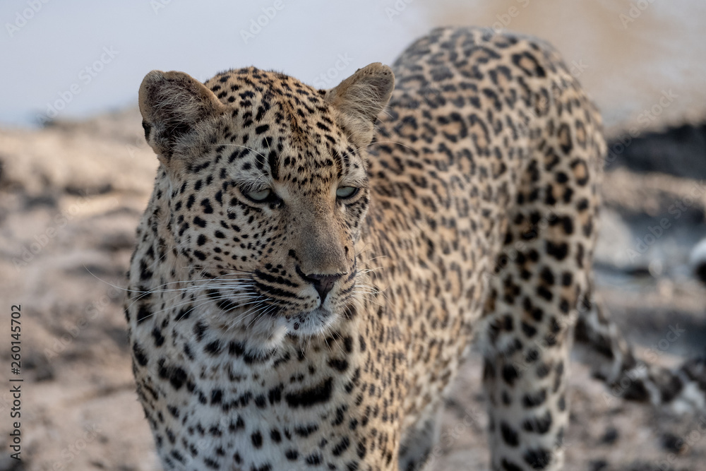 Female leopardess photographed in late afternoon at a waterhole in the Sabi Sands Safari Park, Kruger, South Africa. Female leopardess photographed in late afternoon at a waterhole in the Sabi Sands Safari Park, Kruger, South Africa.