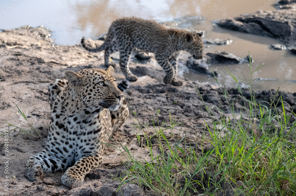 Obraz premium Female leopard with her young cub at a water hole in the Sabi Sands Game Reserve, Kruger, Mpumalanga, South Africa.