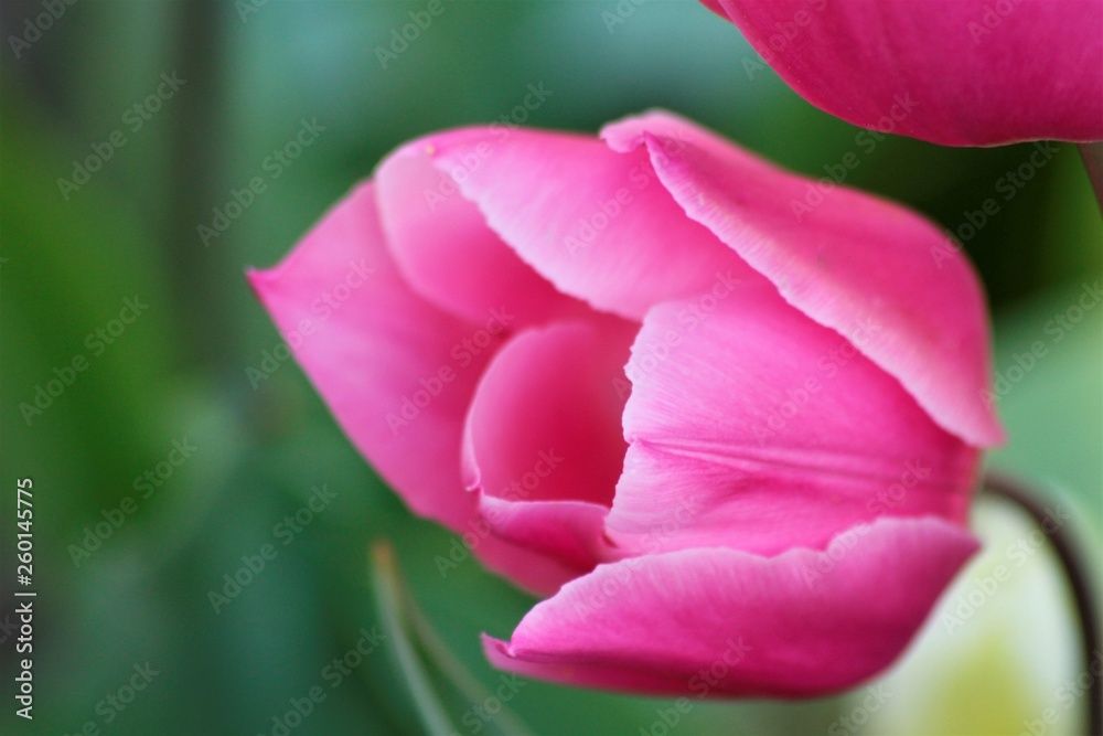 MACRO DE TULIPÁN ROSA, flor, rosa, tulipa, naturaleza, primavera, huerta, verde, rojo, fábrica, MACRO DE TULIPÁN ROSA, flor, rosa, tulipa, naturaleza, primavera, huerta, verde, rojo, fábrica,