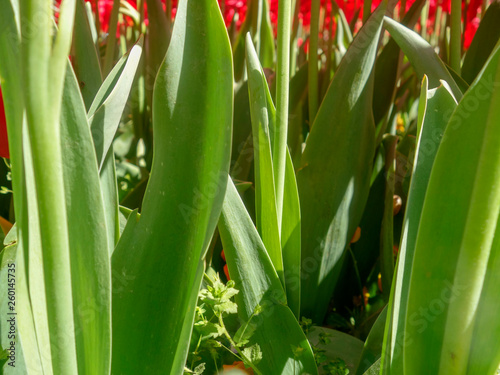 red tulip flower in the garden