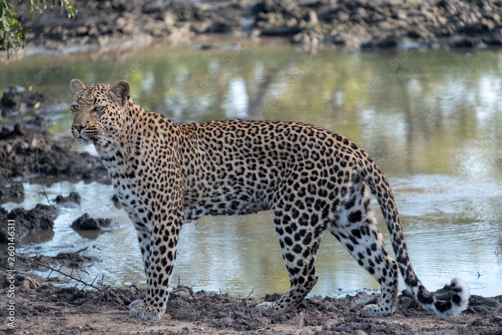 Obraz premium Female leopardess photographed in late afternoon at a waterhole in the Sabi Sands Safari Park, Kruger, South Africa.