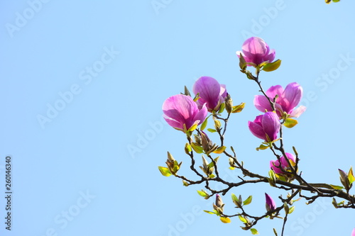 pink flowers on blue sky background