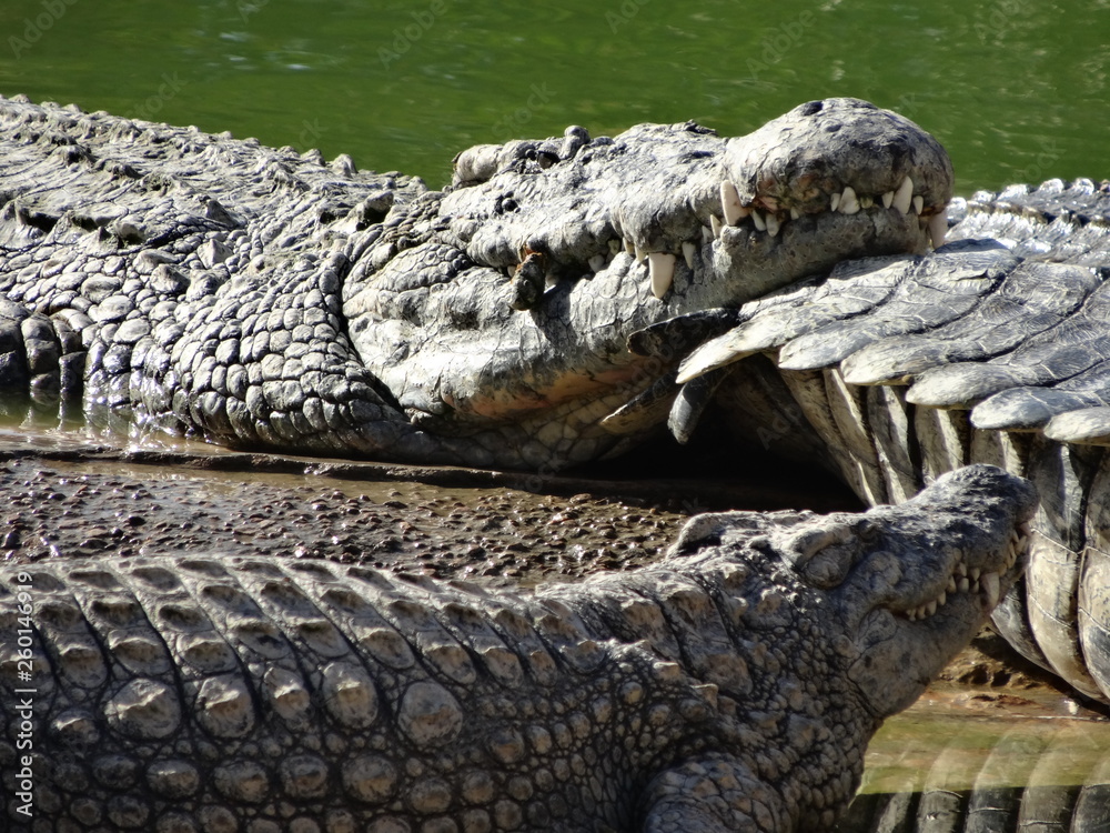 Fototapeta premium alligators of park djerba explore tunisia