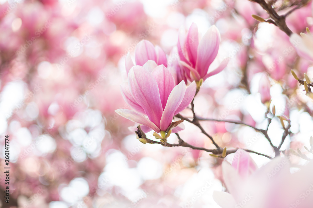 Closeup of magnolia tree flower with blurred background