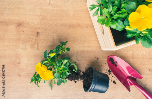 Top view of a composition with colorful yellow and red flower seedlings, a gardening shovel and a box of plants on wooden background. Spring gardening concept