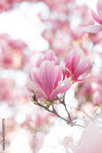Closeup of magnolia tree blossom with blurred background and warm sunshine © Olha Sydorenko