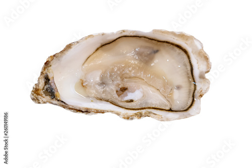 isolated fresh oyster on white background