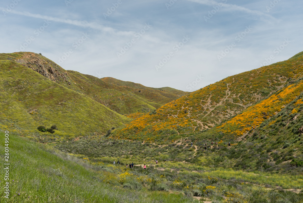 Naklejka premium Beautiful superbloom vista in the Walker Canyon mountain range near Lake Elsinore, Southern California
