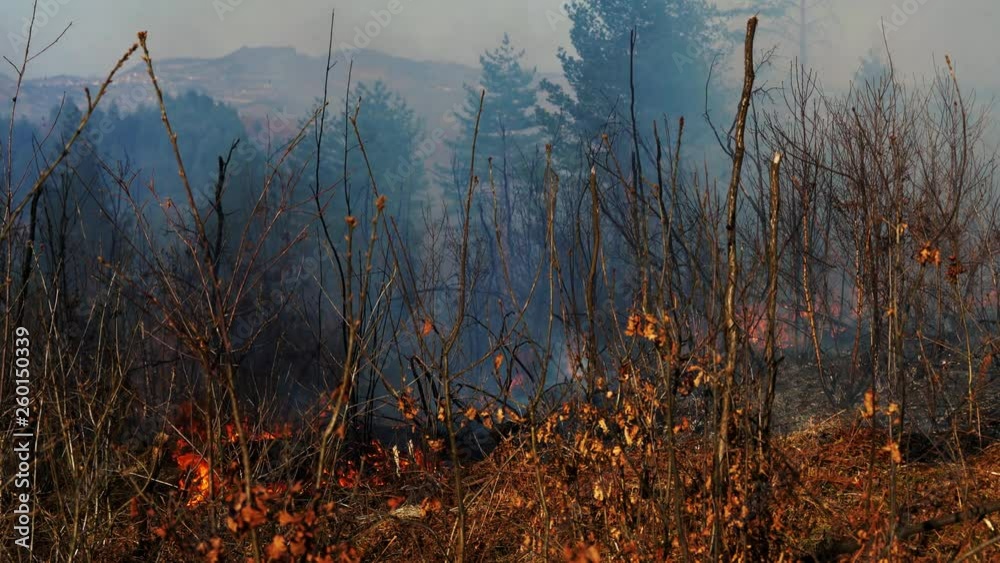 Fire in forest destroys nature - (4K) Fire in forest destroys nature - (4K)