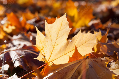 Maple autumn