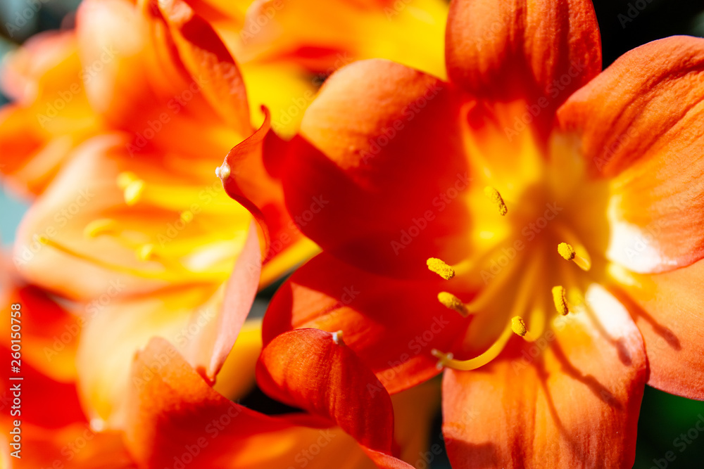 bright orange flower macro with pollen on stamens