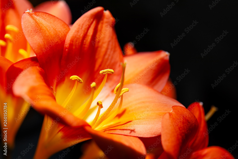 Fototapeta premium bright orange flower macro with pollen on stamens