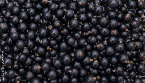 Background from fresh black currant berries, close up