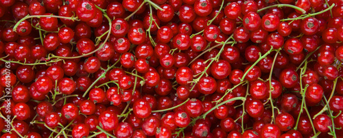 Background from fresh red currant berries, close up photo
