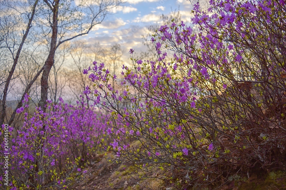 Obraz premium Sunset in the spring taiga forest. Rhododendron dauricum blossom. Khabarovsk region, far East, Russia.