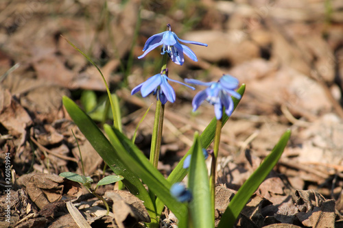 Blue flowers of Siberian squill or wood squill (Scilla siberica) in garden