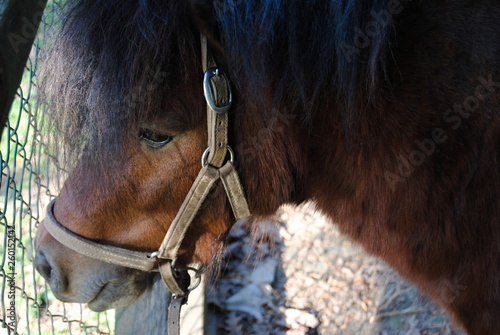 Pequeno poney a ver a liberdade através da vedação, sobra da vedação no focinho do cavalo photo