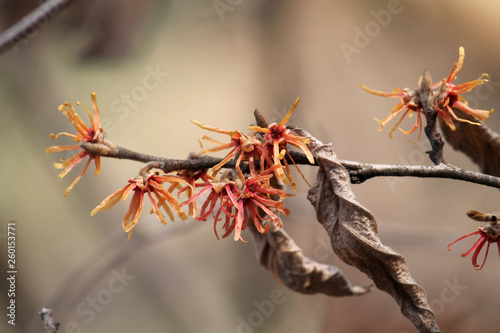 Branch of Hamamelis intermedia or Hybrid witch hazel with orange flowers