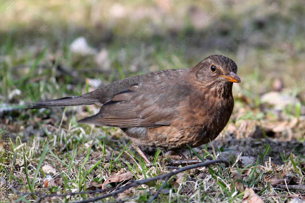 Female common blackbird (Turdus merula), Belarus Female common blackbird (Turdus merula), Belarus