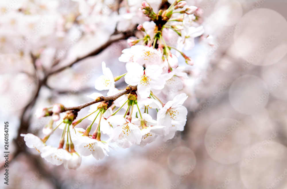 Selective focus  of sakura or cherry blossom in Japanese garden
