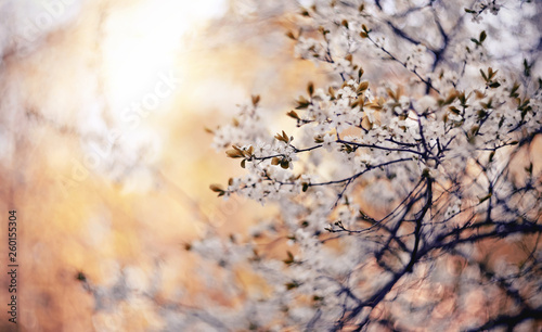 Spring blossoming of cherry.