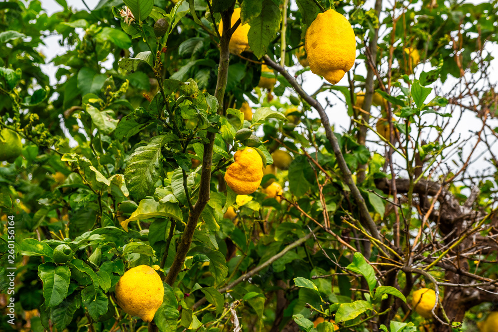 Zitronen am Baum, diese Obstbäume stehen auf einer Biowiese. Zitronen aller Größen und Reifegrade hängen an diesen Bäumen. Die wilde Gräser blühen. Brachland um das sich Niemand mehr kümmert. 