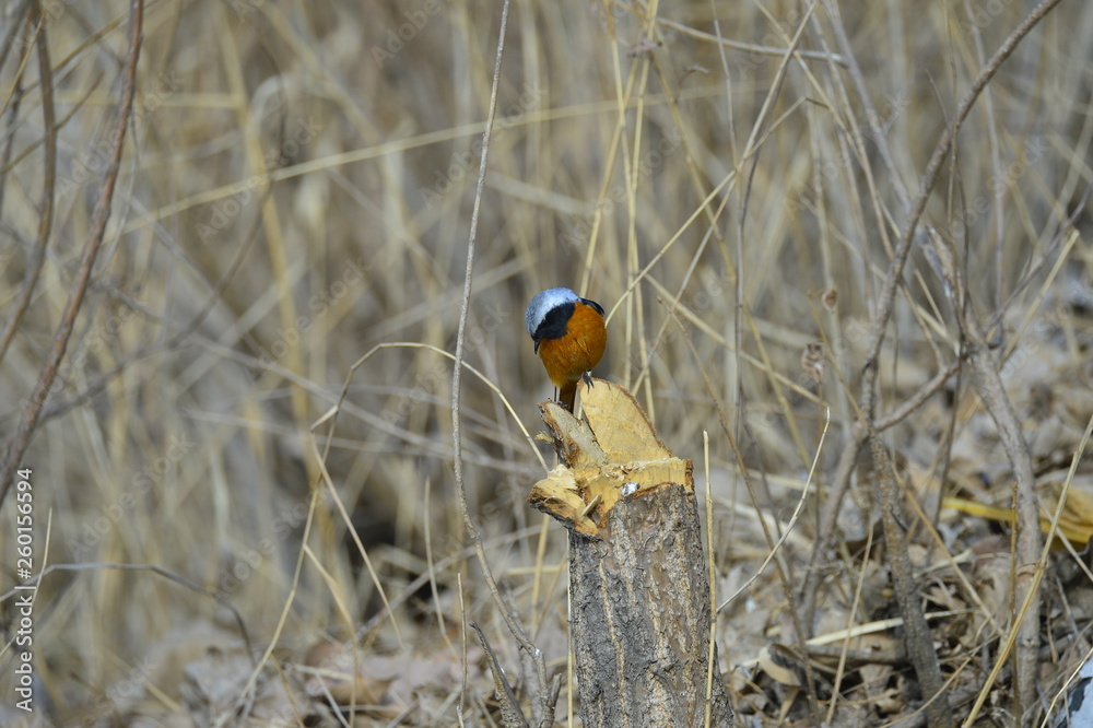 Naklejka premium The north red Robins