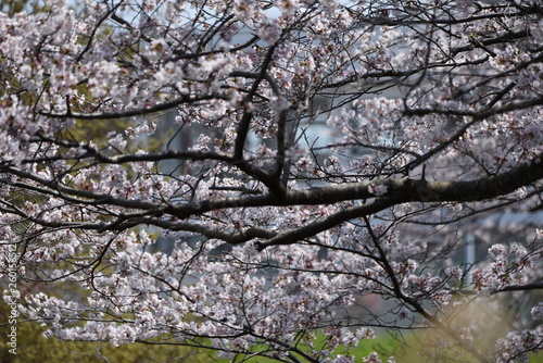 A row of cherry blossom trees in full bloom.