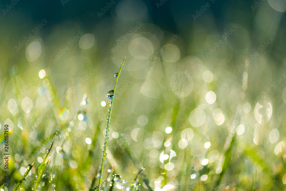 Green Grass with Dew Drops Macro Nature Background Green Grass with Dew Drops Macro Nature Background