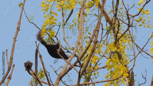 Squirrel eating seed of flower on Golden Shower Tree (Cassia fistula). photo