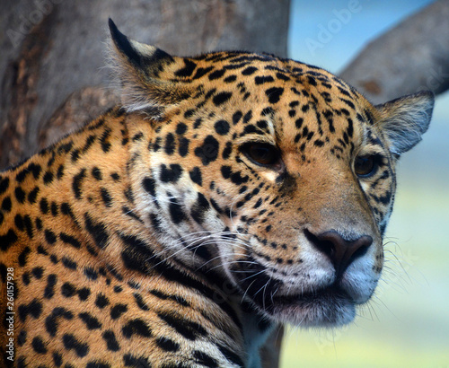 Jaguar is a cat, a feline in the Panthera genus only extant Panthera species native to the Americas. Jaguar is the third-largest feline after the tiger and lion, and the largest in the Americas.