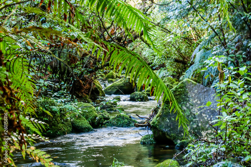 Walkways  flowers  trees and streams make for a pleasant walk through the Pukeiti Gardens  Taranaki  New Zealand
