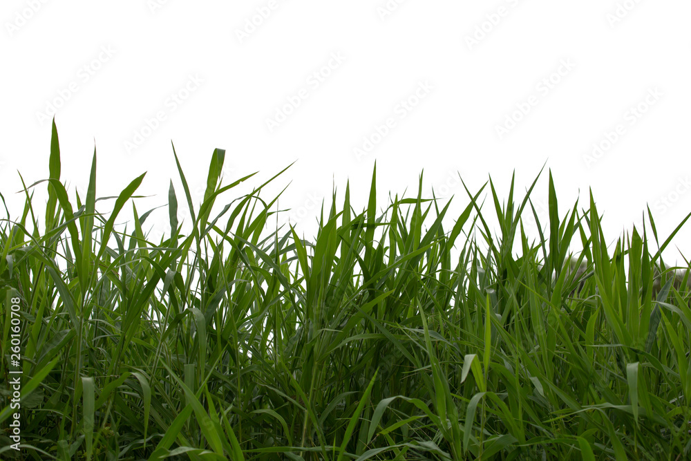 Tree isolated on white background.Pennisetum purpureum. Tree isolated on white background.Pennisetum purpureum.