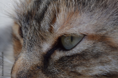 Close up to cat eyes