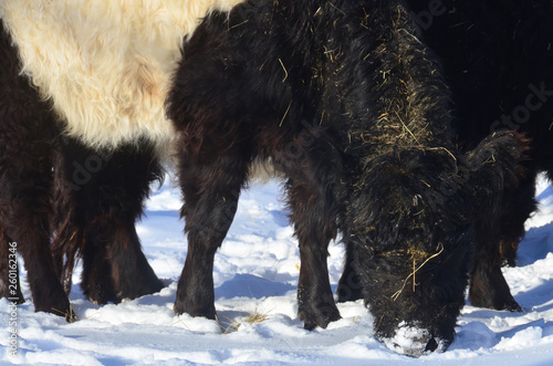 The Belted Galloway is a heritage beef breed of cattle originating from Galloway in South West Scotland, adapted to living on the poor upland pastures and windswept moorlands of the region. photo