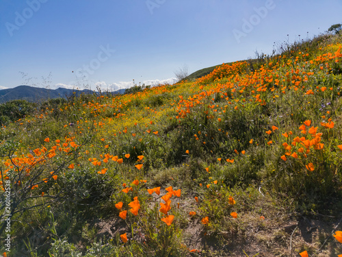 Lots of wild flower blossom at Diamond Valley Lake photo