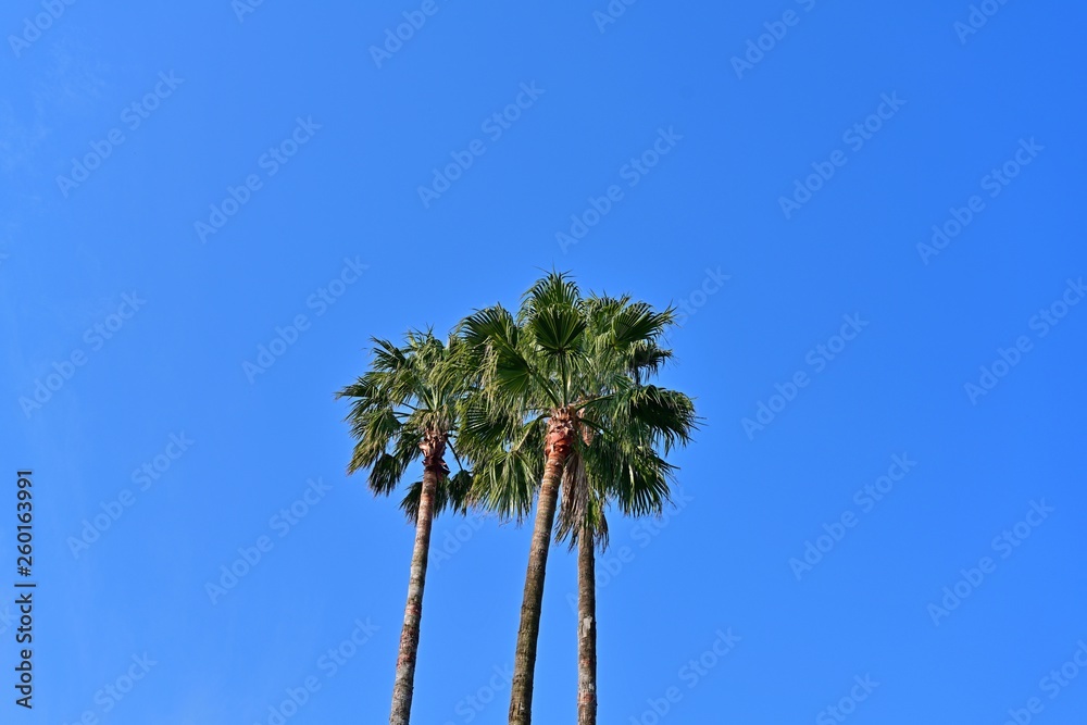 Obraz premium 青空バックのワシントンヤシ