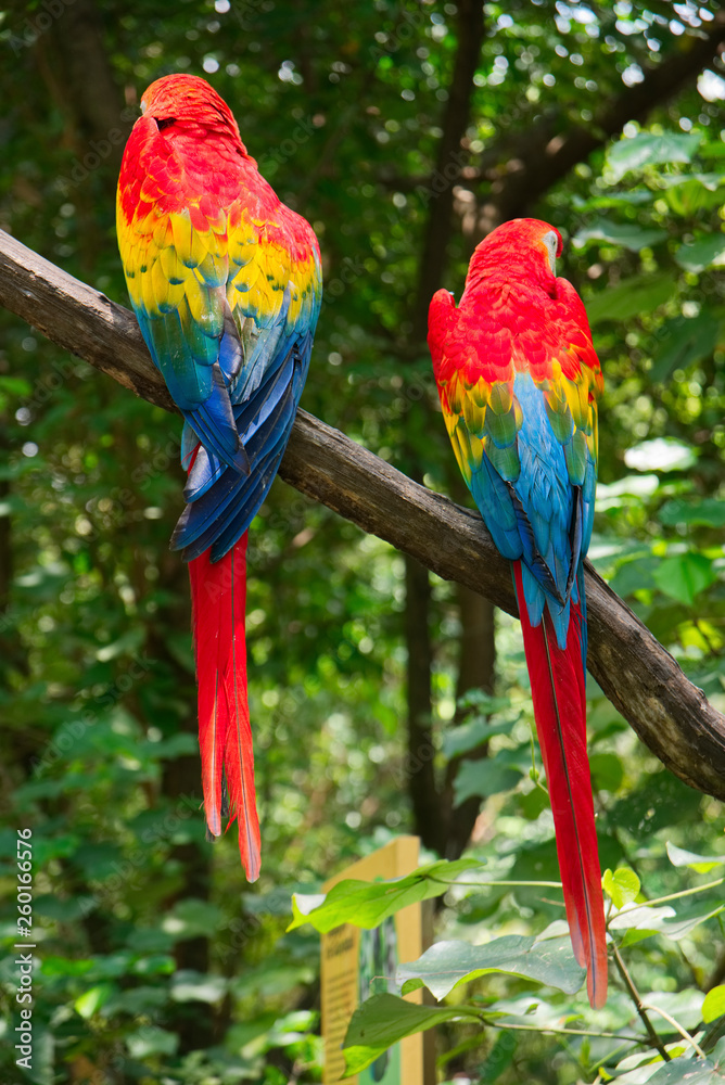 Pair of big Scarlet Macaws