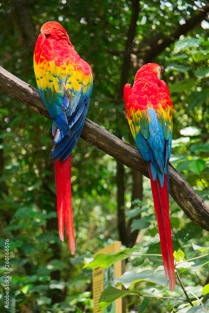 Fototapeta premium Pair of big Scarlet Macaws