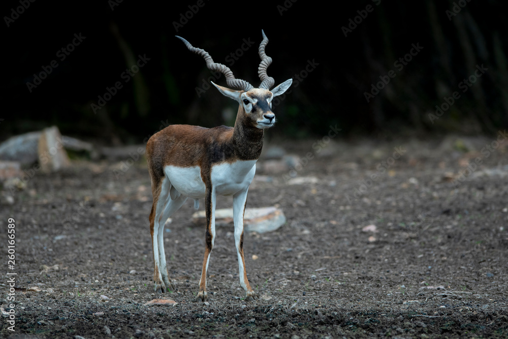 Fototapeta premium The beauty male of the blackbuck deer